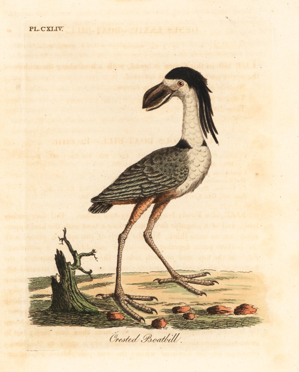 Bådnæbbet hejre, Cochlearius cochlearius (kummet næb eller næb, Cancroma cochlearia). Håndfarvet kobberplade tegnet og indgraveret af John Latham fra hans egen A General History of Birds, Winchester af John Latham