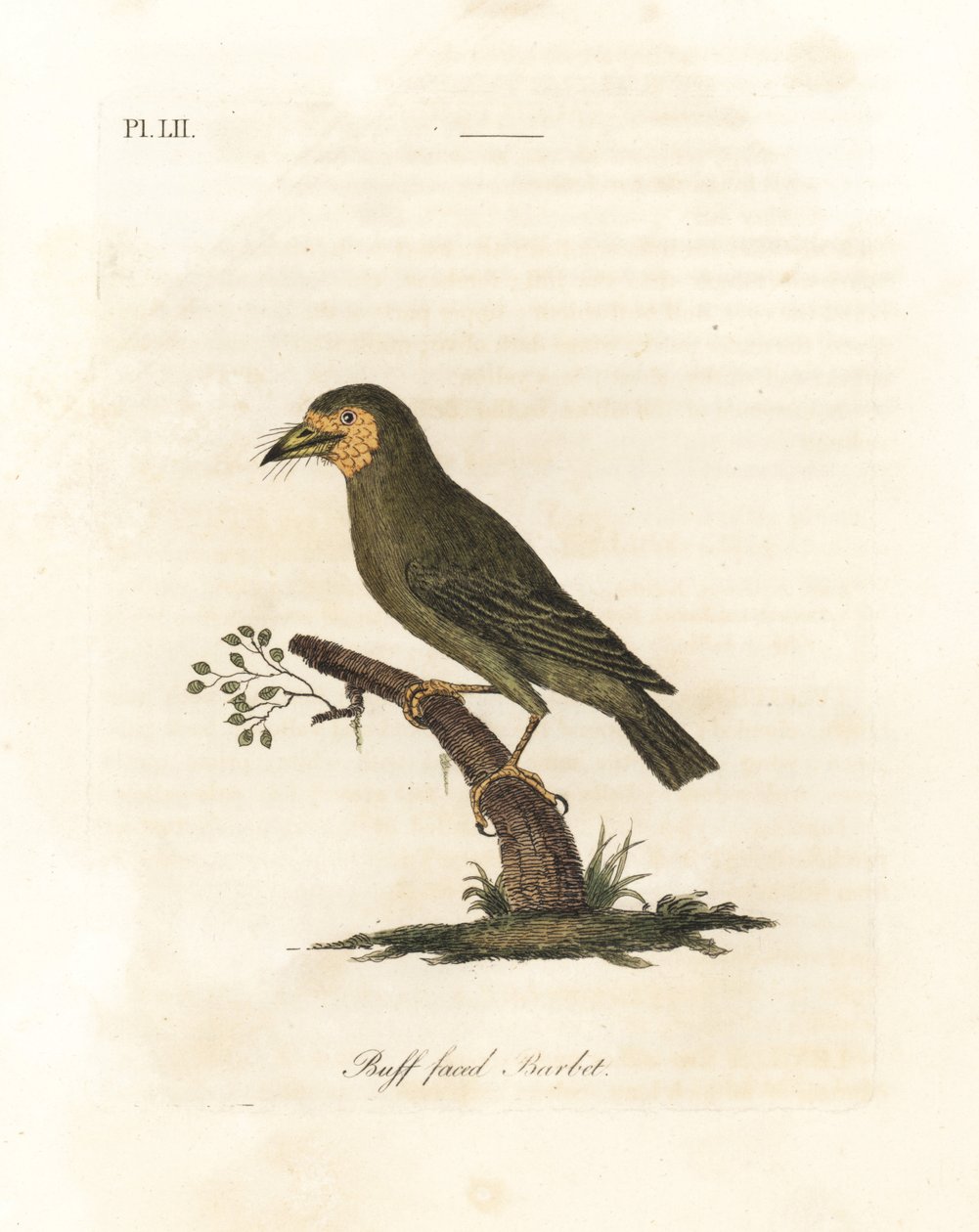 Brunhovedet barbet, Megalaima zeylanica? (Buff-faced barbet, Bucco lathami). Fra et eksemplar mærket Megalaima lathami i British Museum. Håndfarvet kobberplade tegnet og indgraveret af John Latham fra hans egen A General History of Birds, Winchester af John Latham