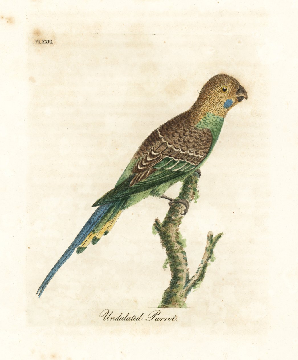 Undulat, Melopsittacus undulatus (Unduleret papegøje, Psittacus undulatus). Håndfarvet kobberplade tegnet og graveret af John Latham fra hans egen A General History of Birds, Winchester af John Latham