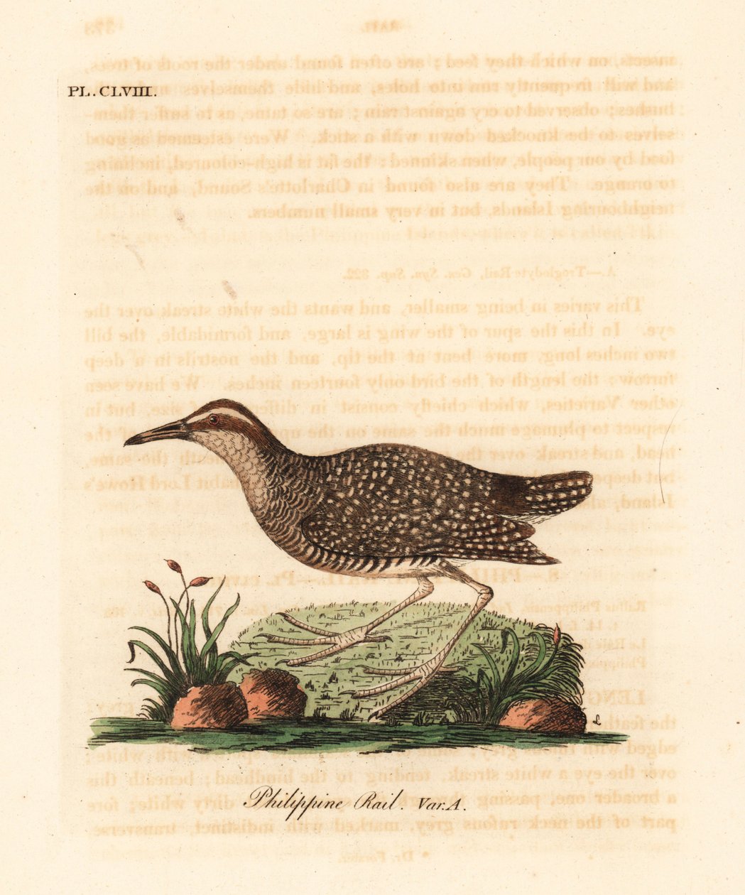 Buff-banded skinne, Gallirallus philippensis (filippinsk skinne, Rallus philippensis). Håndfarvet kobberplade tegnet og graveret af John Latham fra hans egen A General History of Birds, Winchester af John Latham