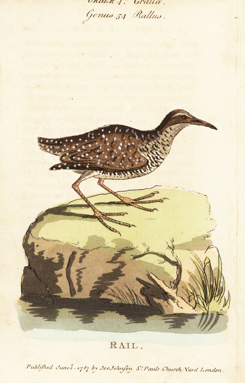 Buff-båndet skinne, Gallirallus philippensis af John Latham