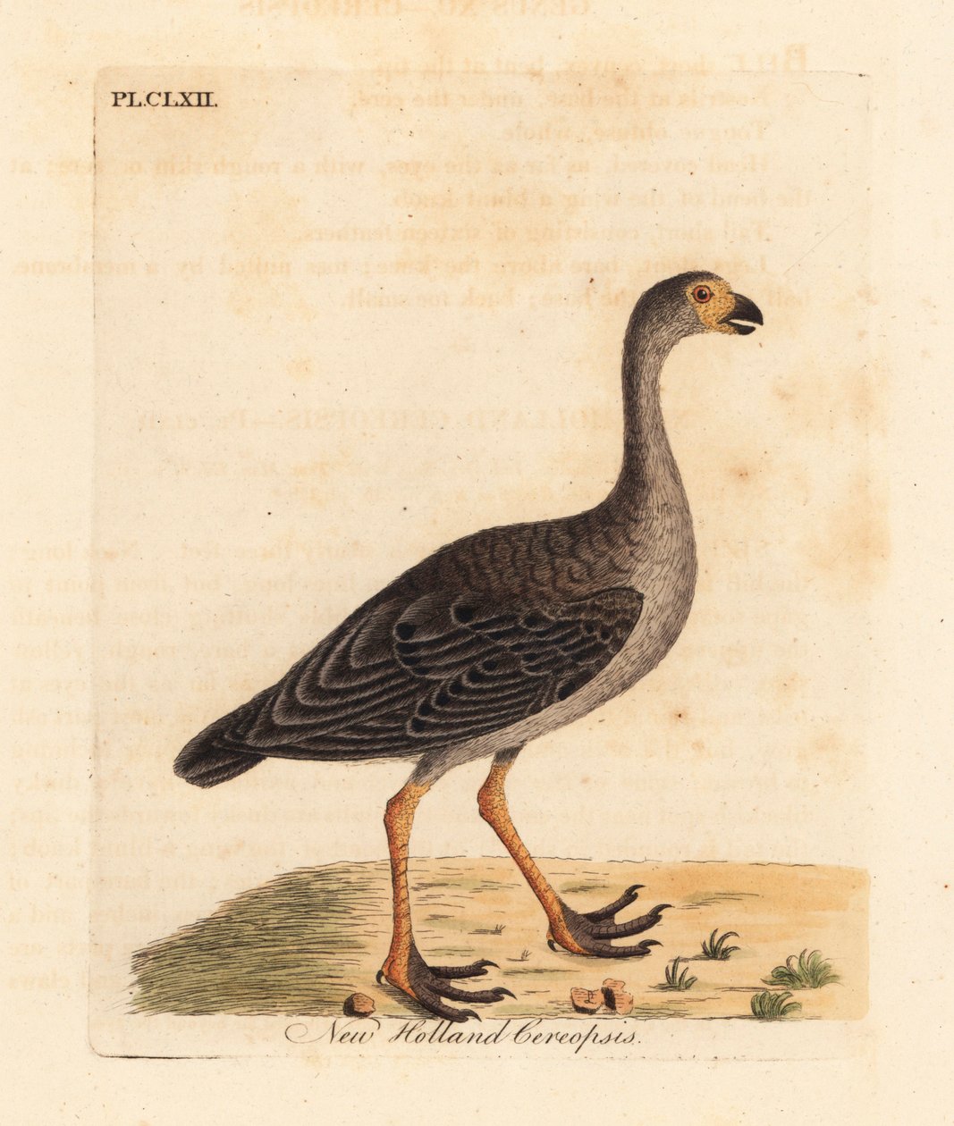 Cape gold gås, Cereopsis novae hollandiae (New Holland cereopsis). Håndfarvet kobberplade tegnet og indgraveret af John Latham fra hans egen A General History of Birds, Winchester af John Latham