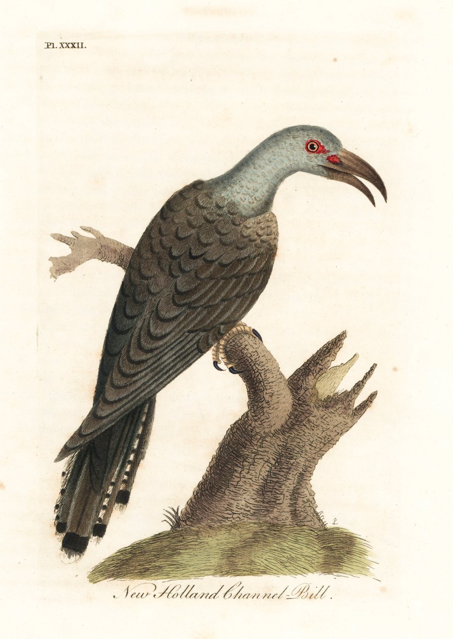 Kanalnæbbet gøg, Scythrops novaehollandiae (australasisk kanalnæb, Psittaceous hornbill). Håndfarvet kobberplade tegnet og graveret af John Latham fra hans egen A General History of Birds, Winchester af John Latham