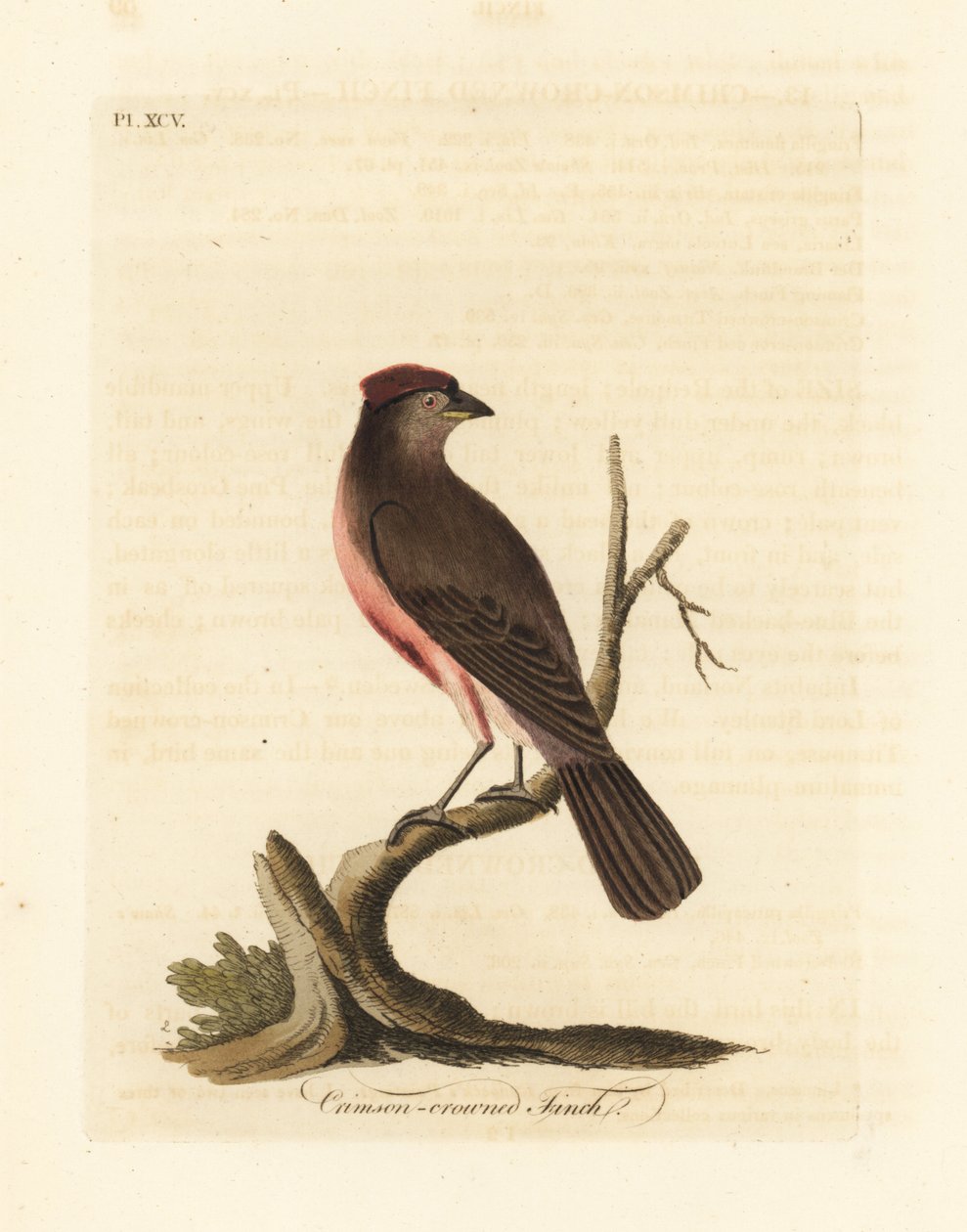 Almindelig rødbarke, Carduelis flammea (Crimson-kronfink, Fringilla flammea). Håndfarvet kobberplade tegnet og graveret af John Latham fra hans egen A General History of Birds, Winchester af John Latham