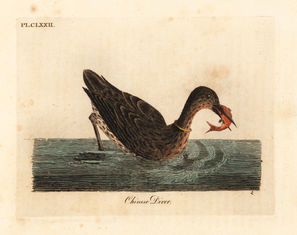 Skarv bruges til fiskeri i Asien, måske en storskarv, Phalacrocorax carbo, eller japansk skarv, Phalacrocorax capillatus. (Kinesisk dykker, Colymbus sinensis.) Håndfarvet kobberplade tegnet og indgraveret af John Latham fra hans egen A General Histo af John Latham