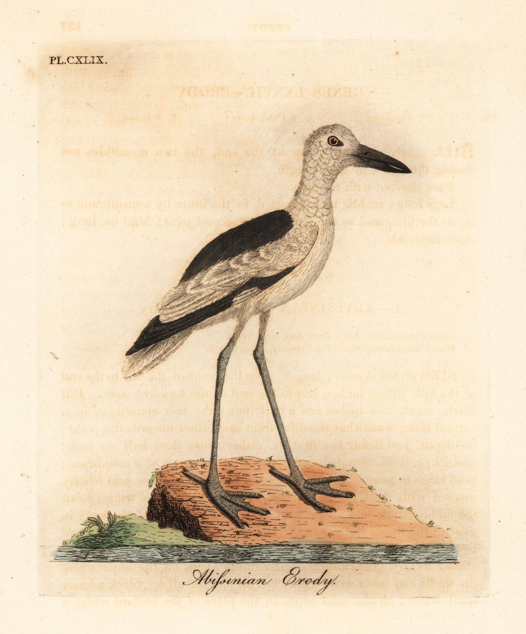 Krabbehøne, Dromas ardeola (Abyssinian erody, Ardea pondiceriana). Håndfarvet kobberplade tegnet og graveret af John Latham fra hans egen A General History of Birds, Winchester af John Latham