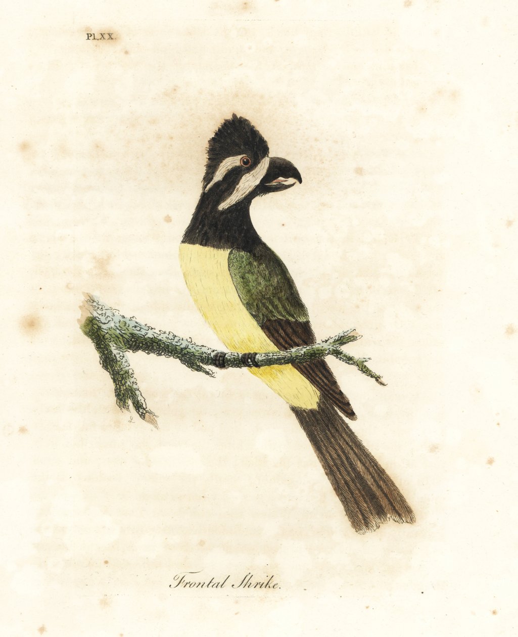 Toppet tobbe, Falcunculus frontatus (Frontal tobbe, Lanius frontatus). Håndfarvet kobberplade tegnet og graveret af John Latham fra hans egen A General History of Birds, Winchester af John Latham
