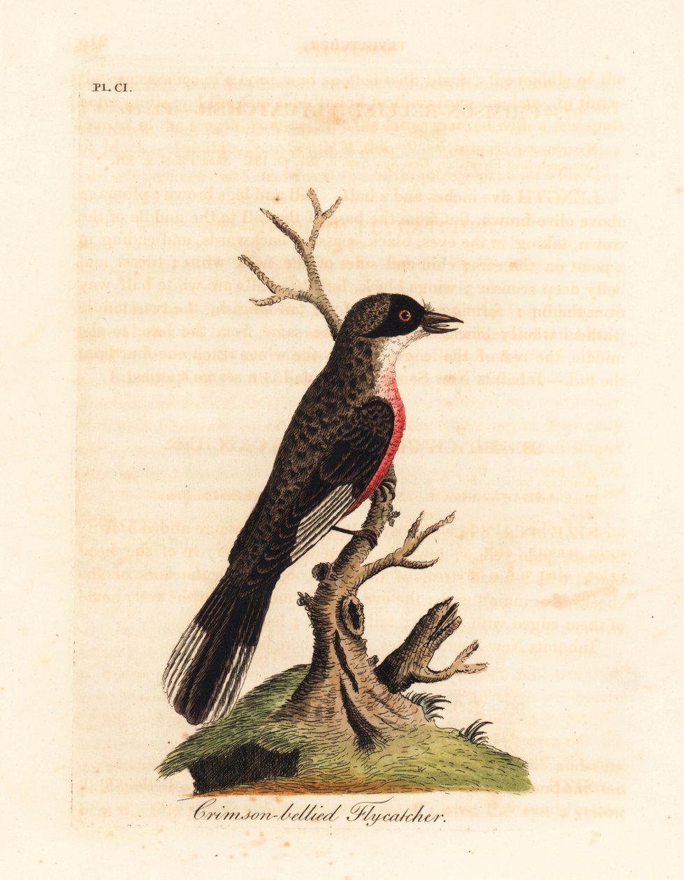 Crimson-bellied fluesnapper, Muscicapa coccinigastra. Ukendte fuglearter kopieret fra en illustration af Port Jackson Painter. Håndfarvet kobberplade tegnet og graveret af John Latham fra hans egen A General History of Birds, Winchester af John Latham