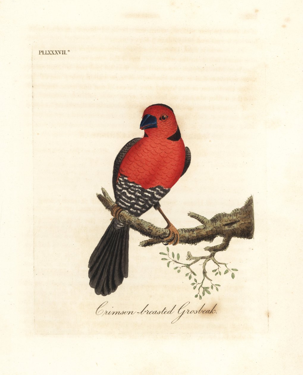 Crimson-breasted gronbeak. Ukendte eller muligvis uddøde arter af grobeak hjemmehørende i Afrika. Håndfarvet kobberplade tegnet og graveret af John Latham fra hans egen A General History of Birds, Winchester af John Latham