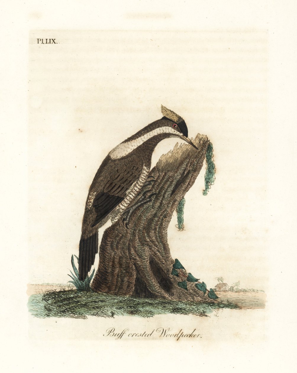 Crimson-crested spætte, Campephilus melanoleucos (Buff-crested spætte, Picus melanoleucus). Baseret på et skin i Leverian Museum. Håndfarvet kobberplade tegnet og graveret af John Latham fra hans egen A General History of Birds, Winchester af John Latham