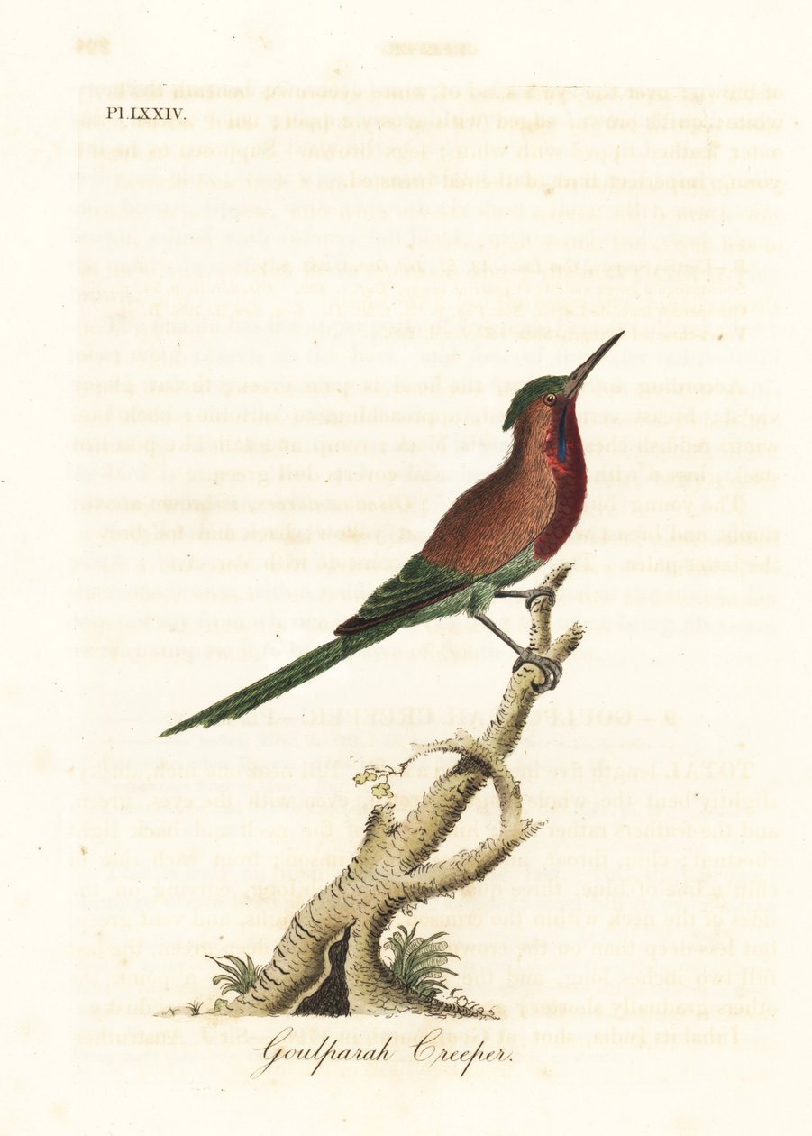 Crimson solsort, Aethopyga siparaja seheriae (Goulpourah-slyngplante). Håndfarvet kobberplade tegnet og graveret af John Latham fra hans egen A General History of Birds, Winchester af John Latham