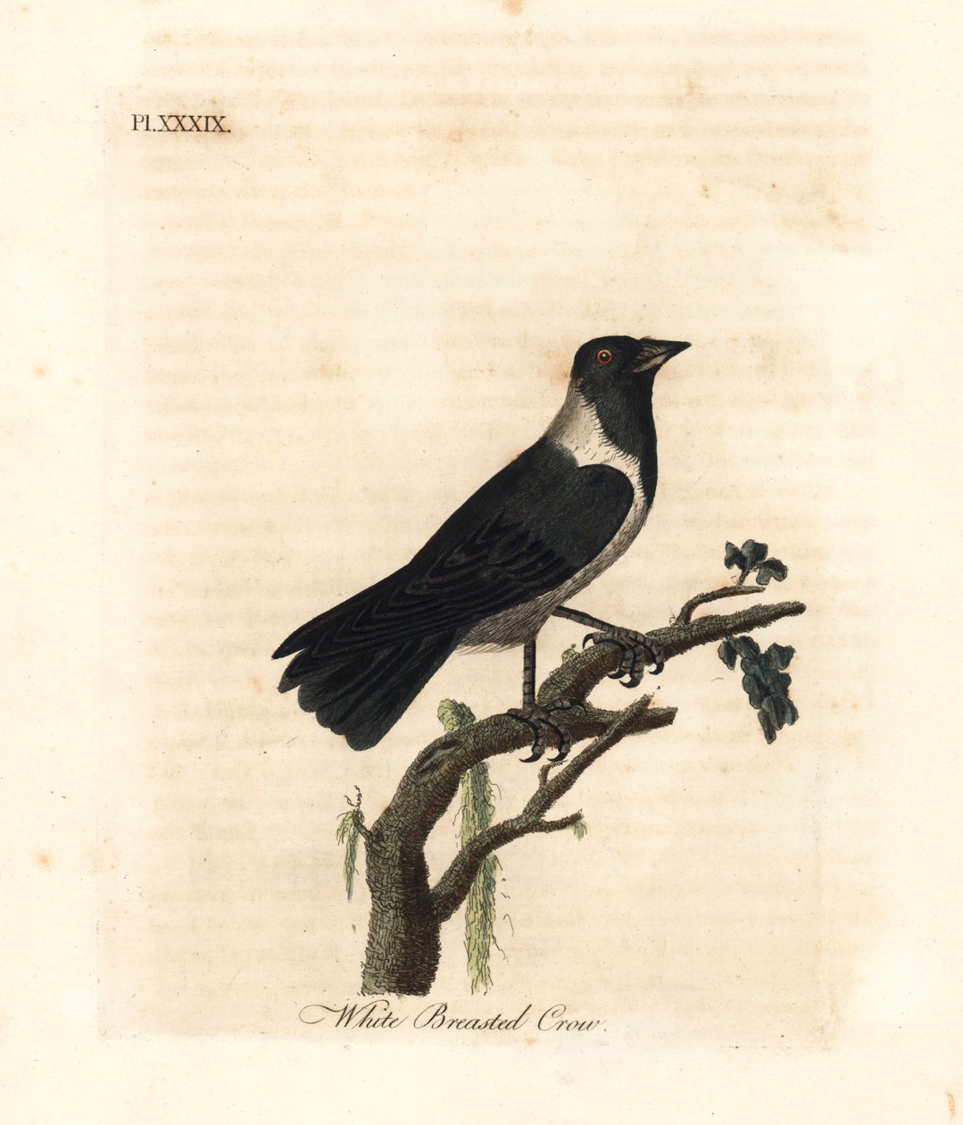 Daurian-jackdaw, Corvus dauuricus (Hvidbrynet krage, Corvus dauricus). Håndfarvet kobberplade tegnet og graveret af John Latham fra hans egen A General History of Birds, Winchester af John Latham
