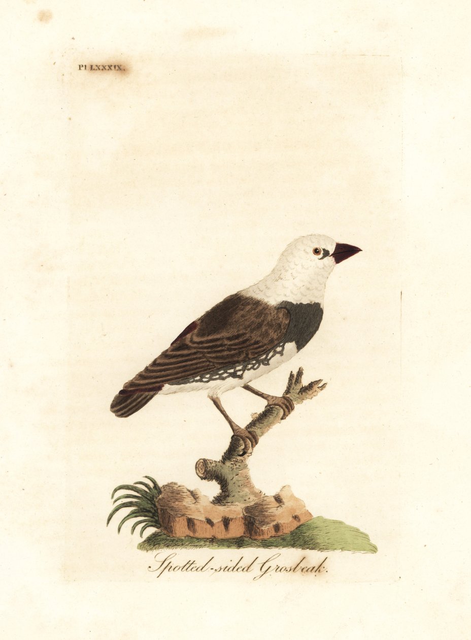 Diamant ildhale, Stagonopleura guttata (Plettet-sidet grobeak, Fringilla leucocephala). Håndfarvet kobberplade tegnet og indgraveret af John Latham fra hans egen A General History of Birds, Winchester af John Latham