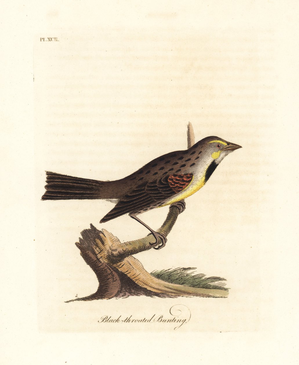 Dickcissel, Spiza americana (Sortstrubet fure, Emberiza americana). Håndfarvet kobberplade tegnet og graveret af John Latham fra hans egen A General History of Birds, Winchester af John Latham