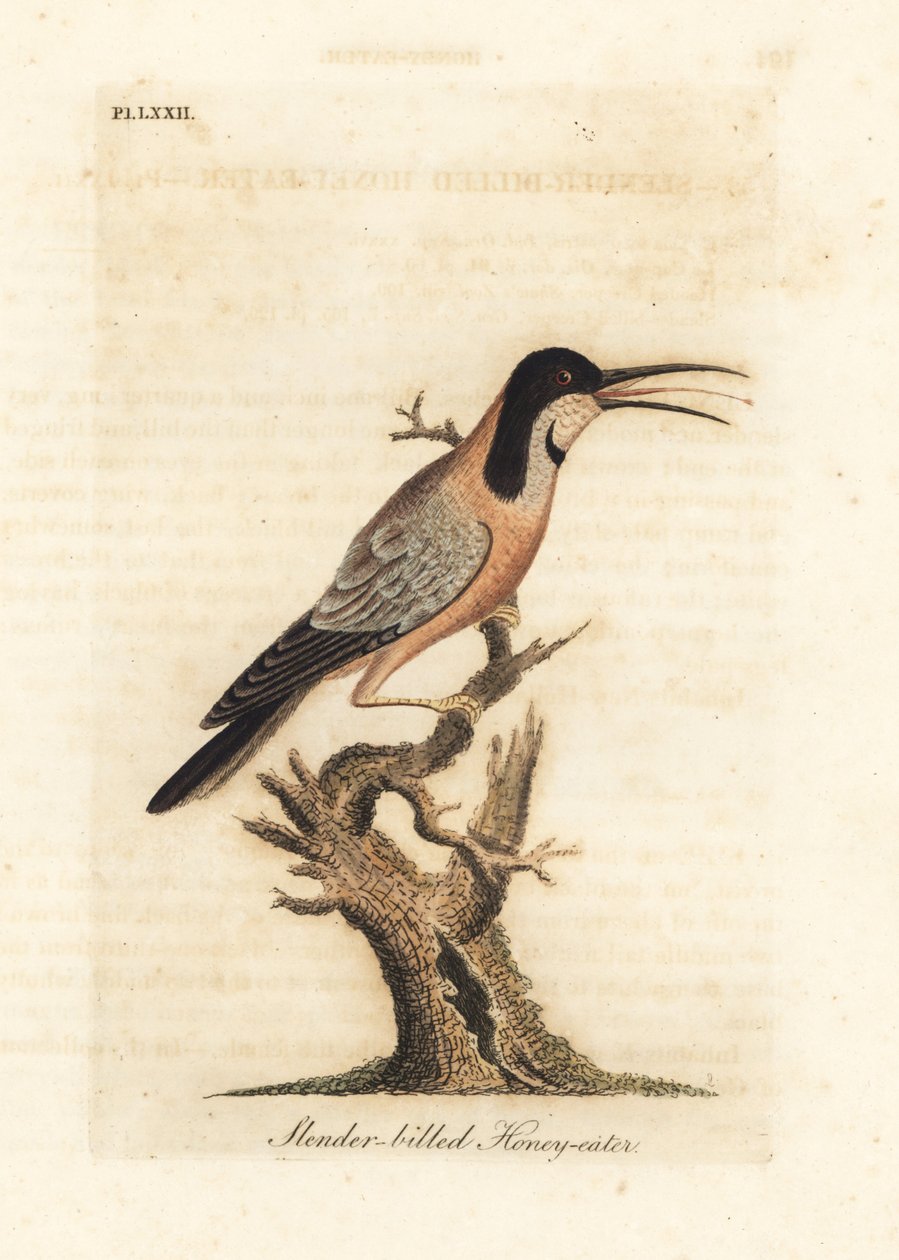Østlig rygsøjle, Acanthorhynchus tenuirostris (Slanknæbbet honningæder, Certhia tenuirostris). Australien. Håndfarvet kobberplade tegnet og graveret af John Latham fra hans egen A General History of Birds, Winchester af John Latham