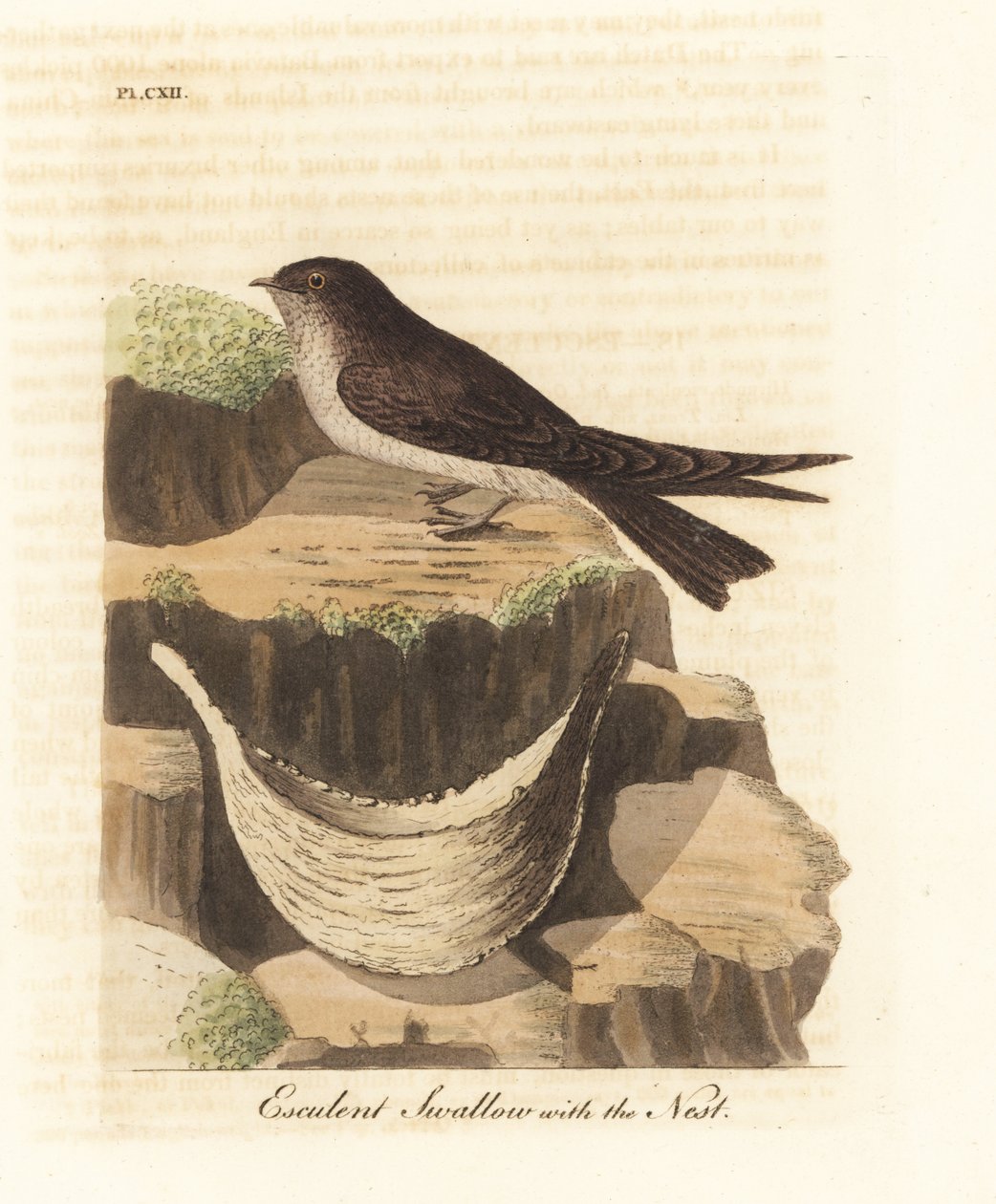 Spiselig rede-svirvel, Aerodramus fuciphagus, og rede af spyt, brugt i fugleredesuppe. (Esculent swallow, Hirundo esculenta.) Håndfarvet kobberplade tegnet og indgraveret af John Latham fra hans egen A General History of Birds, Winchester af John Latham