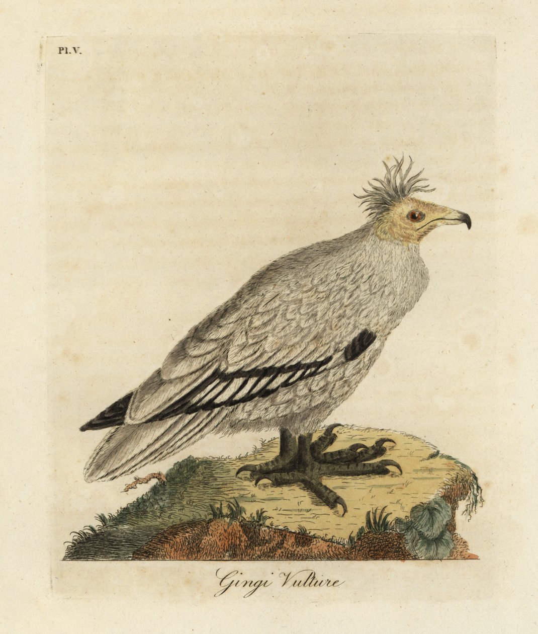 Egyptisk grib, Neophron percnopterus ginginianus.1824 (gravering) af John Latham