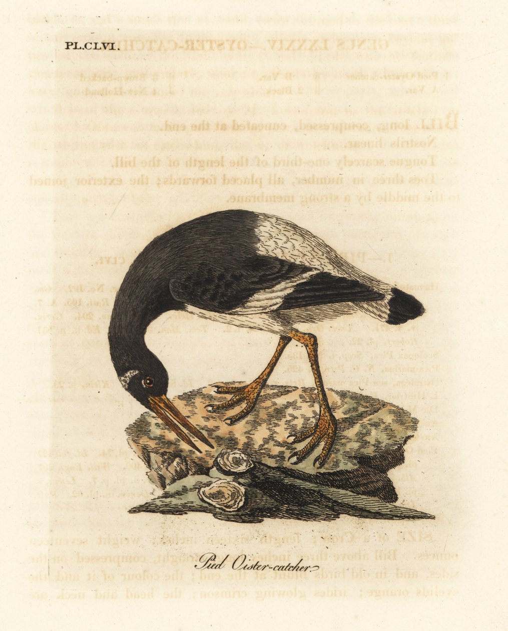 Eurasier- eller fodsøjler, Haematopus ostralegus. Håndfarvet kobberplade tegnet og graveret af John Latham fra hans egen A General History of Birds, Winchester af John Latham