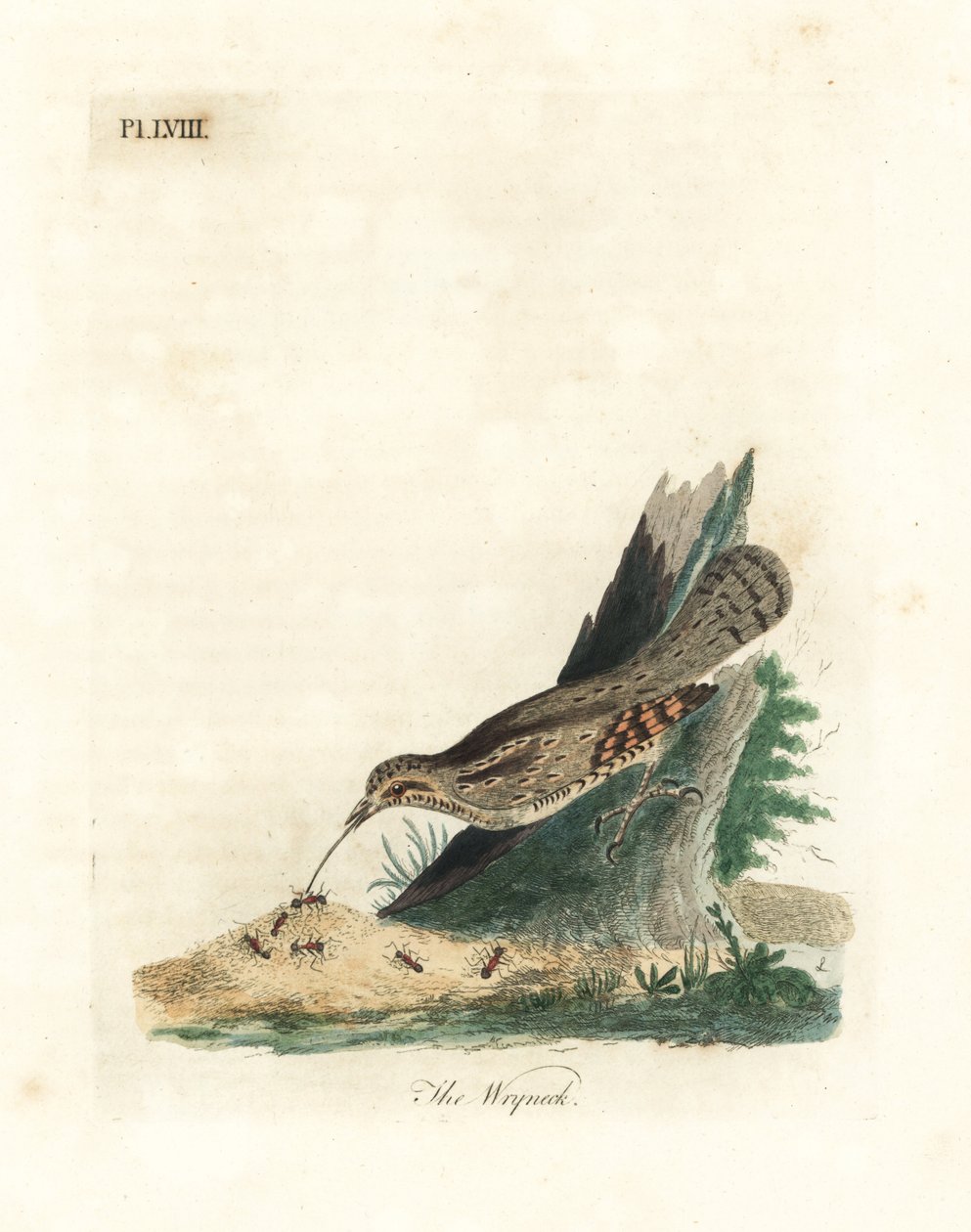Eurasisk wryneck, Jynx torquilla (Junx torquilla). Håndfarvet kobberplade tegnet og indgraveret af John Latham fra hans egen A General History of Birds, Winchester af John Latham