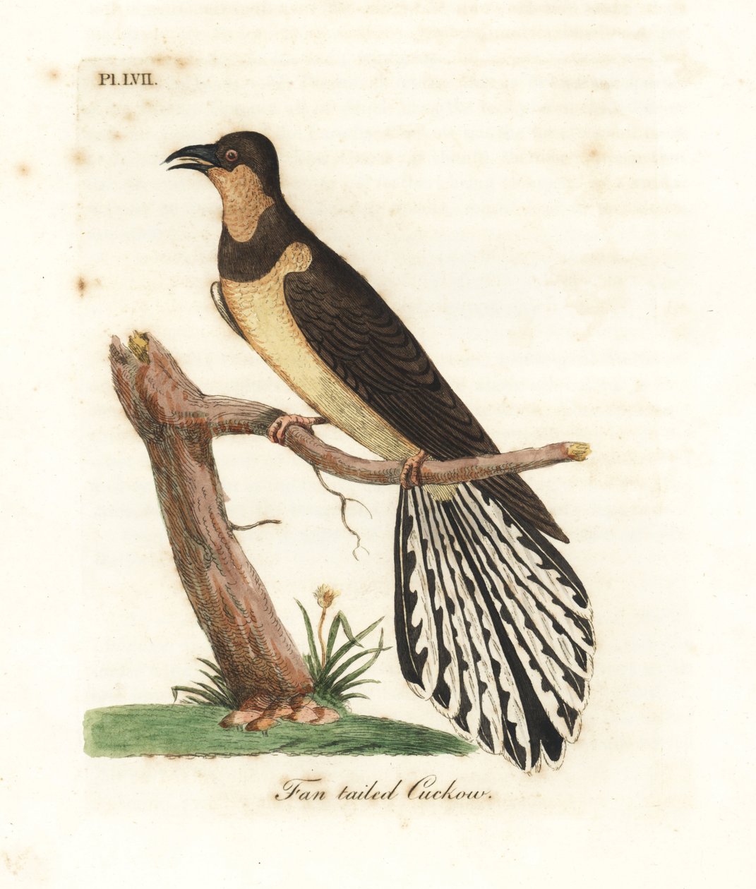 Viftehalegøg, Cacomantis flabelliformis. Håndfarvet kobberplade tegnet og indgraveret af John Latham fra hans egen A General History of Birds, Winchester af John Latham