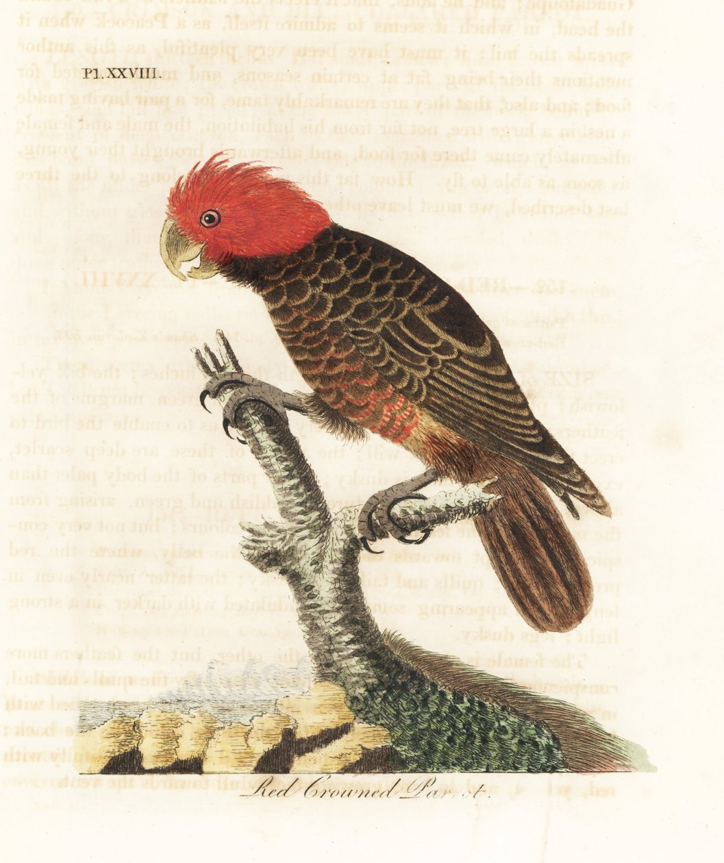 Bande-kakadue, Callocephalon fimbriatum (rødkronet papegøje, Psittacus galeatus). Håndfarvet kobberplade tegnet og graveret af John Latham fra hans egen A General History of Birds, Winchester af John Latham