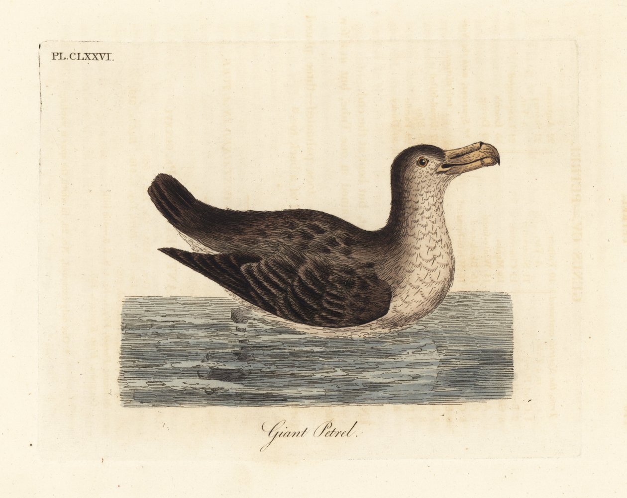 Kæmpestormfugl, Macronectes giganteus (som Precellaria gigantea, fejl for Procellaria gigantea). Håndfarvet kobberplade tegnet og indgraveret af John Latham fra hans egen A General History of Birds, Winchester af John Latham