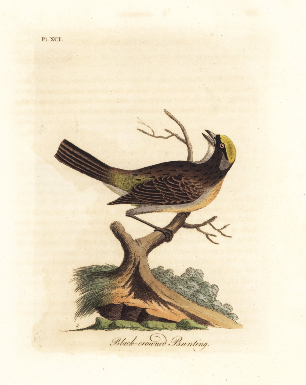 Guldkronet spurv, Zonotrichia atricapilla (Sort-kronet spurv, Emberiza atricapilla). Håndfarvet kobberplade tegnet og indgraveret af John Latham fra hans egen A General History of Birds, Winchester af John Latham