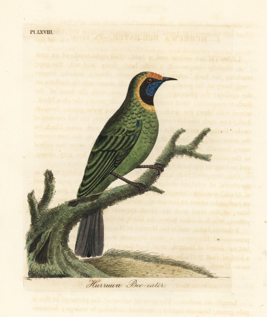 Guldpansbladfugl, Chloropsis aurifrons. (Hurruwa bi-æder, Indien.) Håndfarvet kobberplade tegnet og indgraveret af John Latham fra hans egen A General History of Birds, Winchester af John Latham