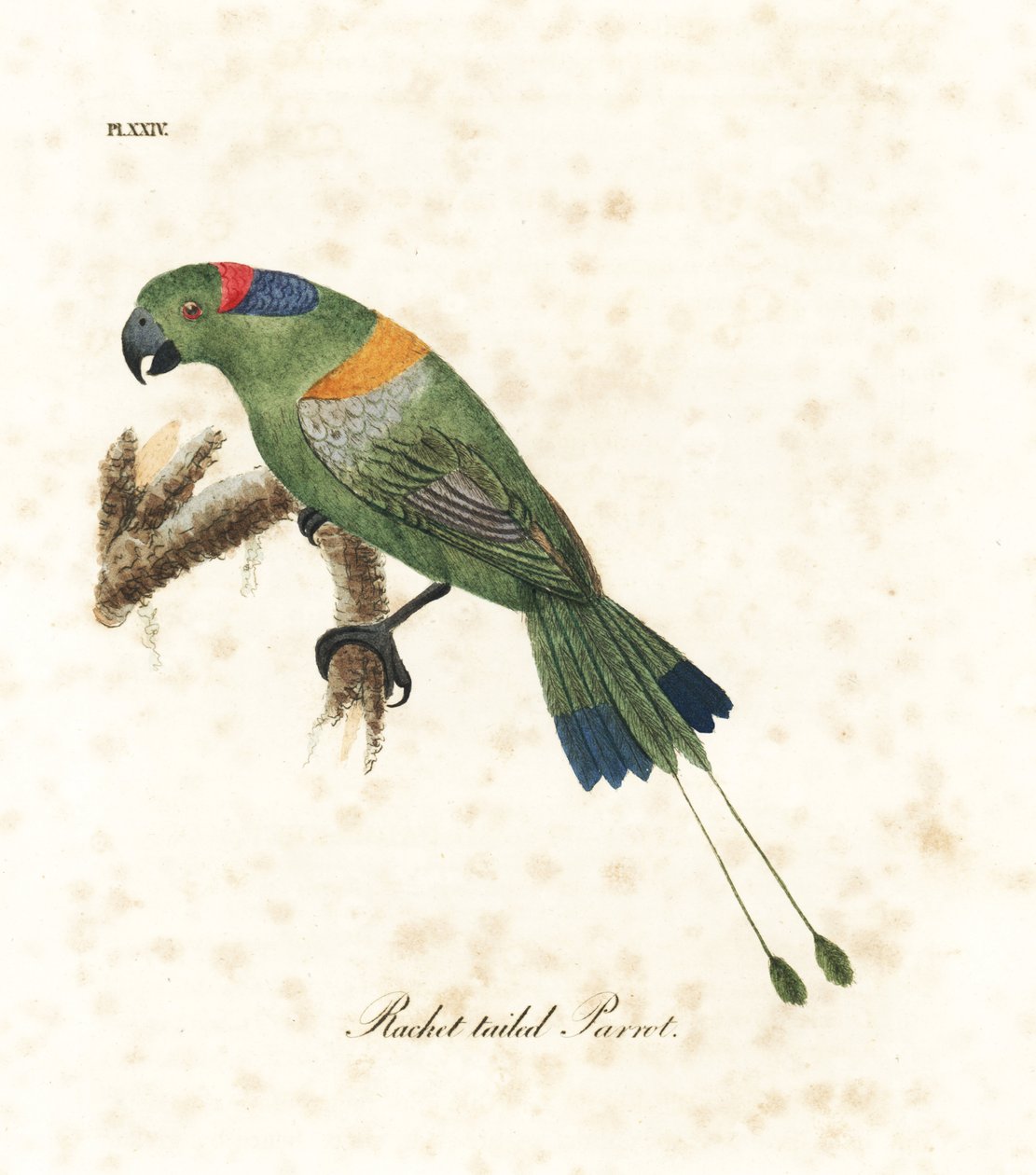 Guldkappet ketcherhale, Prioniturus platurus (ketcherhalepapegøje). Håndfarvet kobberplade tegnet og graveret af John Latham fra hans egen A General History of Birds, Winchester af John Latham
