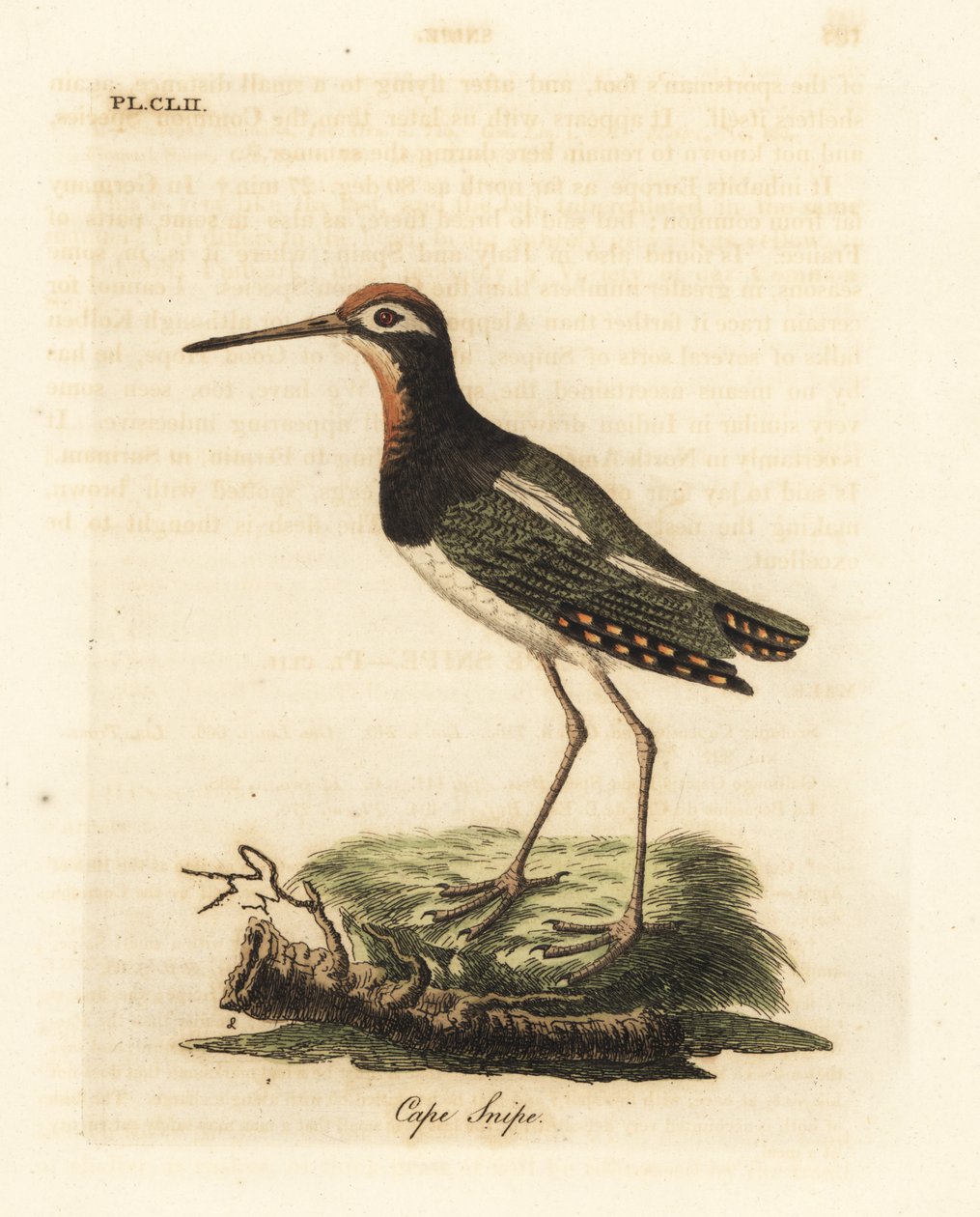 Større malerbekkasin, Rostratula benghalensis (Kapbekkasin, Scolopax capensis). Håndfarvet kobberplade tegnet og graveret af John Latham fra hans egen A General History of Birds, Winchester af John Latham