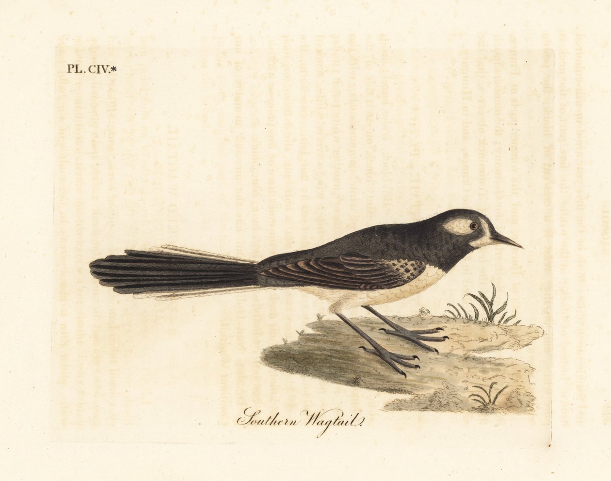 Grå viftehale, Rhipidura albiscapa (sydlig viphale, baseret på et maleri af Port Jackson-maleren). Håndfarvet kobberplade tegnet og graveret af John Latham fra hans egen A General History of Birds, Winchester af John Latham