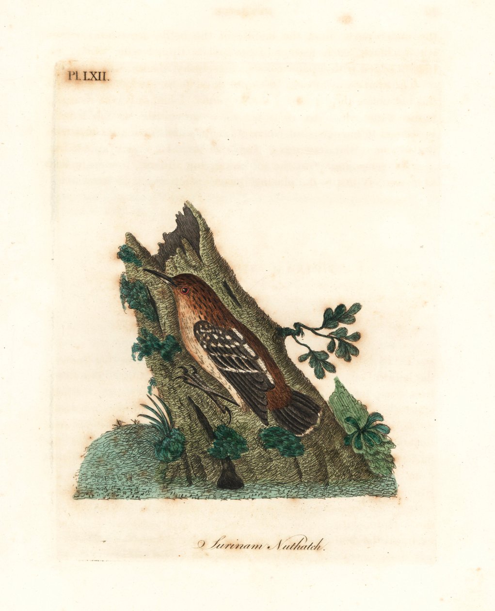 Guianan gademyrtorn, Myrmotherula surinamensis. Sårbar. (Surinam nuthatch, Sitta surinamensis.) Håndfarvet kobberplade tegnet og indgraveret af John Latham fra hans egen A General History of Birds, Winchester af John Latham
