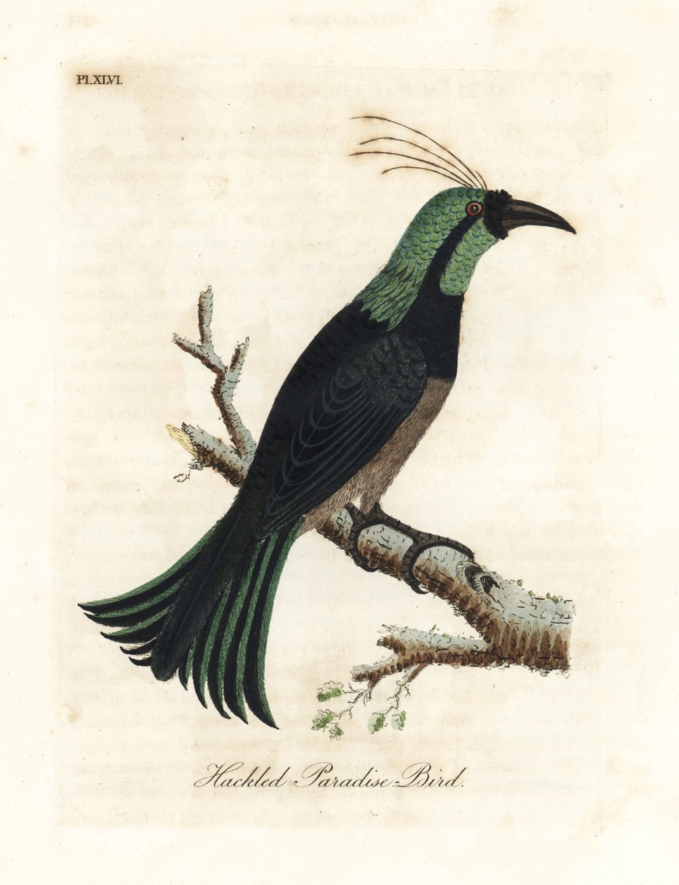 Hackled paradisfugl, muligvis en hybrid eller uddød art. Tegnet fra et eksemplar i samlingen af General Davies. Håndfarvet kobberplade tegnet og graveret af John Latham fra hans egen A General History of Birds, Winchester af John Latham