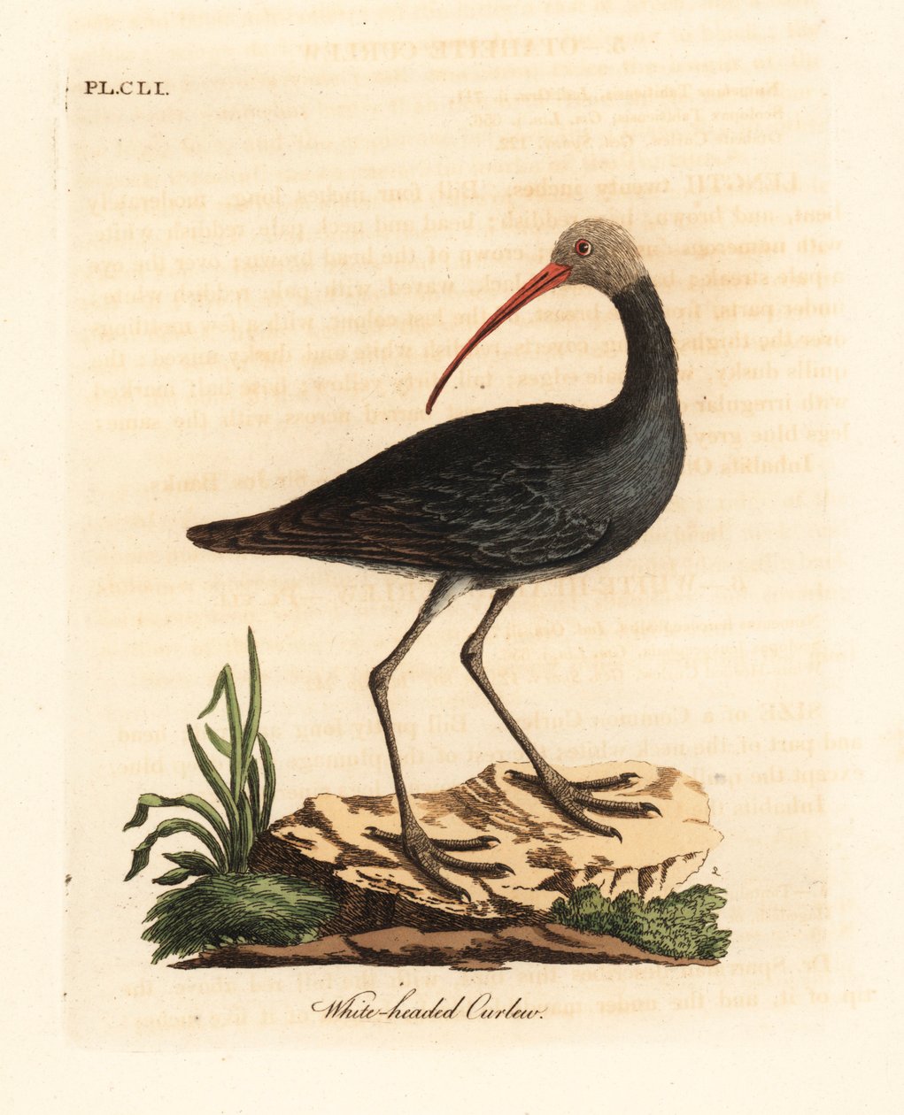 Hadada eller hadeda ibis, Bostrychia hagedash? (Hvidhovedet krølle, Numenius leucocephalus.) Håndfarvet kobberplade tegnet og indgraveret af John Latham fra hans egen A General History of Birds, Winchester af John Latham