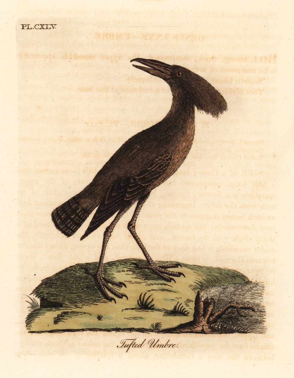 Hamerkop, Scopus umbretta (Tufet umbre). Håndfarvet kobberplade tegnet og graveret af John Latham fra hans egen A General History of Birds, Winchester af John Latham