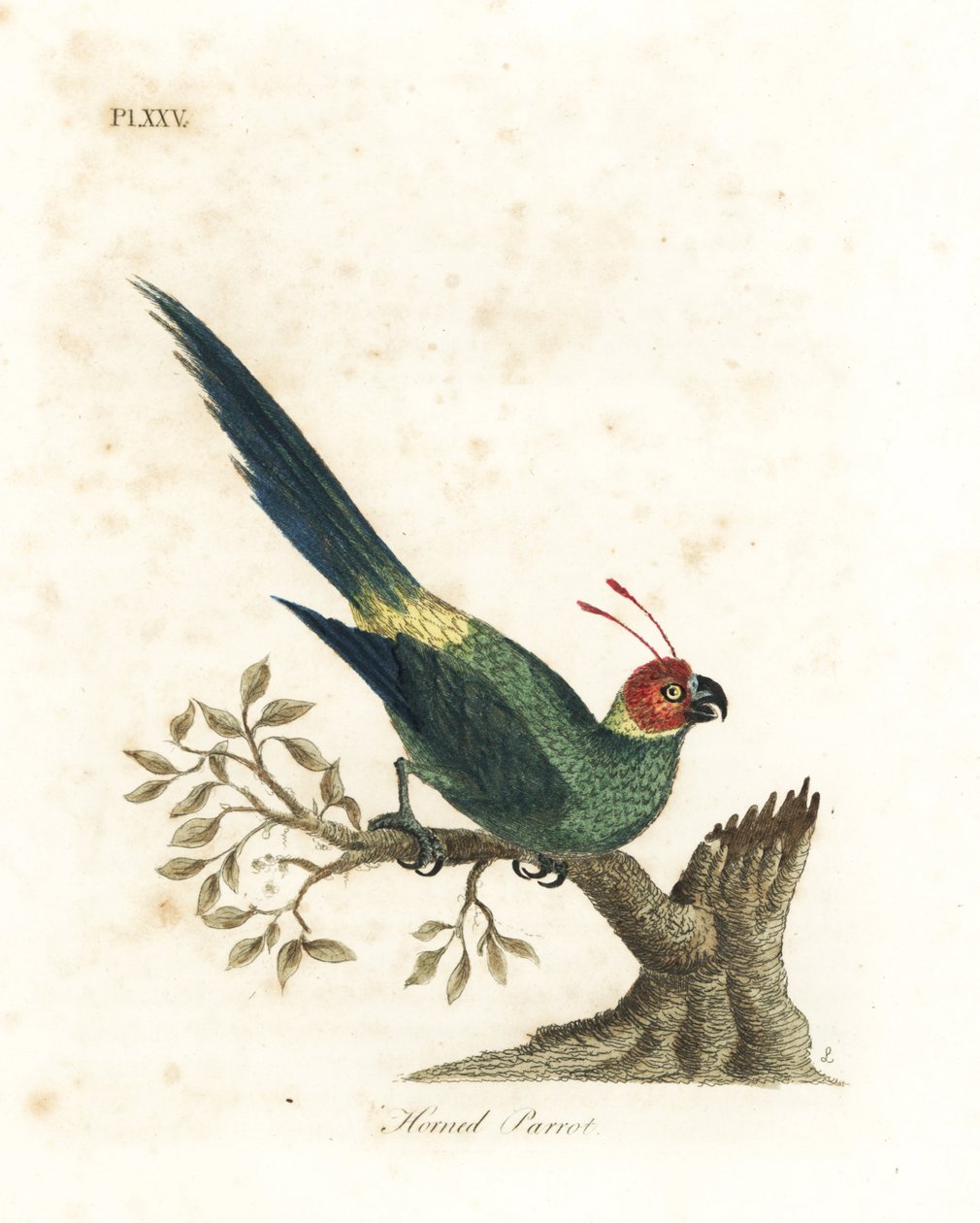 Hornet parakit, Eunymphicus cornutus. Sårbar (Horned papegøje, Psittacus bisetis.) Håndfarvet kobberplade tegnet og indgraveret af John Latham fra hans egen A General History of Birds, Winchester af John Latham