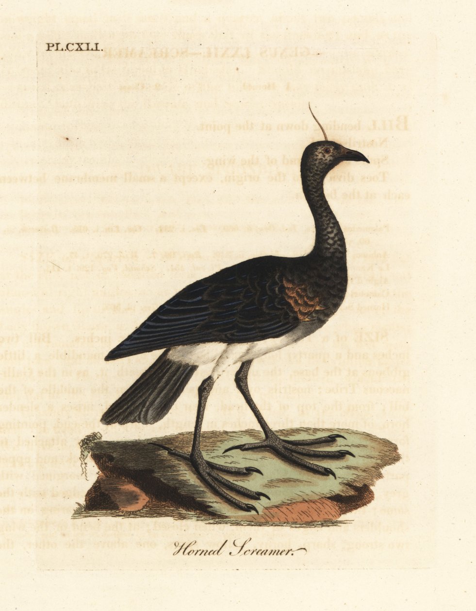 Hornet skriger, Anhima cornuta (Palamedea cornuta). Håndfarvet kobberplade tegnet og graveret af John Latham fra hans egen A General History of Birds, Winchester af John Latham