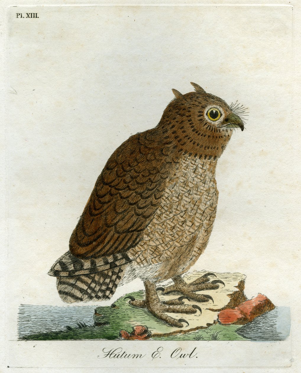 Hutumugle, 1821 (håndfarvet gravering) af John Latham