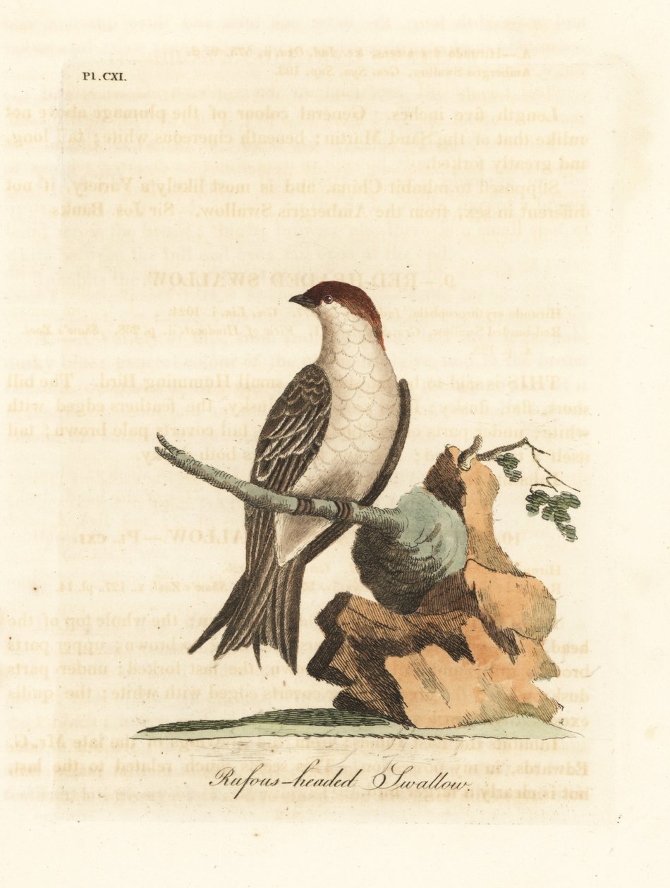Indisk klippesvale, Petrochelidon fluvicola. (Rufos-hovedet svale, Hirundo indica.) Håndfarvet kobberplade tegnet og graveret af John Latham fra hans egen A General History of Birds, Winchester af John Latham
