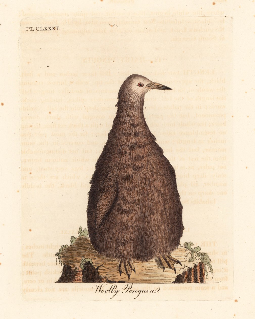 Kongepingvin, Aptenodytes patagonicus, juvenil (uldpingvin). Håndfarvet kobberplade tegnet og graveret af John Latham fra hans egen A General History of Birds, Winchester af John Latham
