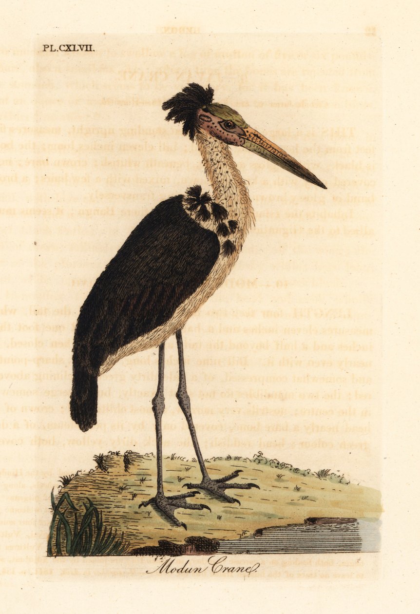 Mindre adjudant, Leptoptilos javanicus. Sårbar. (Modun kranium.) Håndfarvet kobberplade tegnet og indgraveret af John Latham fra hans egen A General History of Birds, Winchester af John Latham