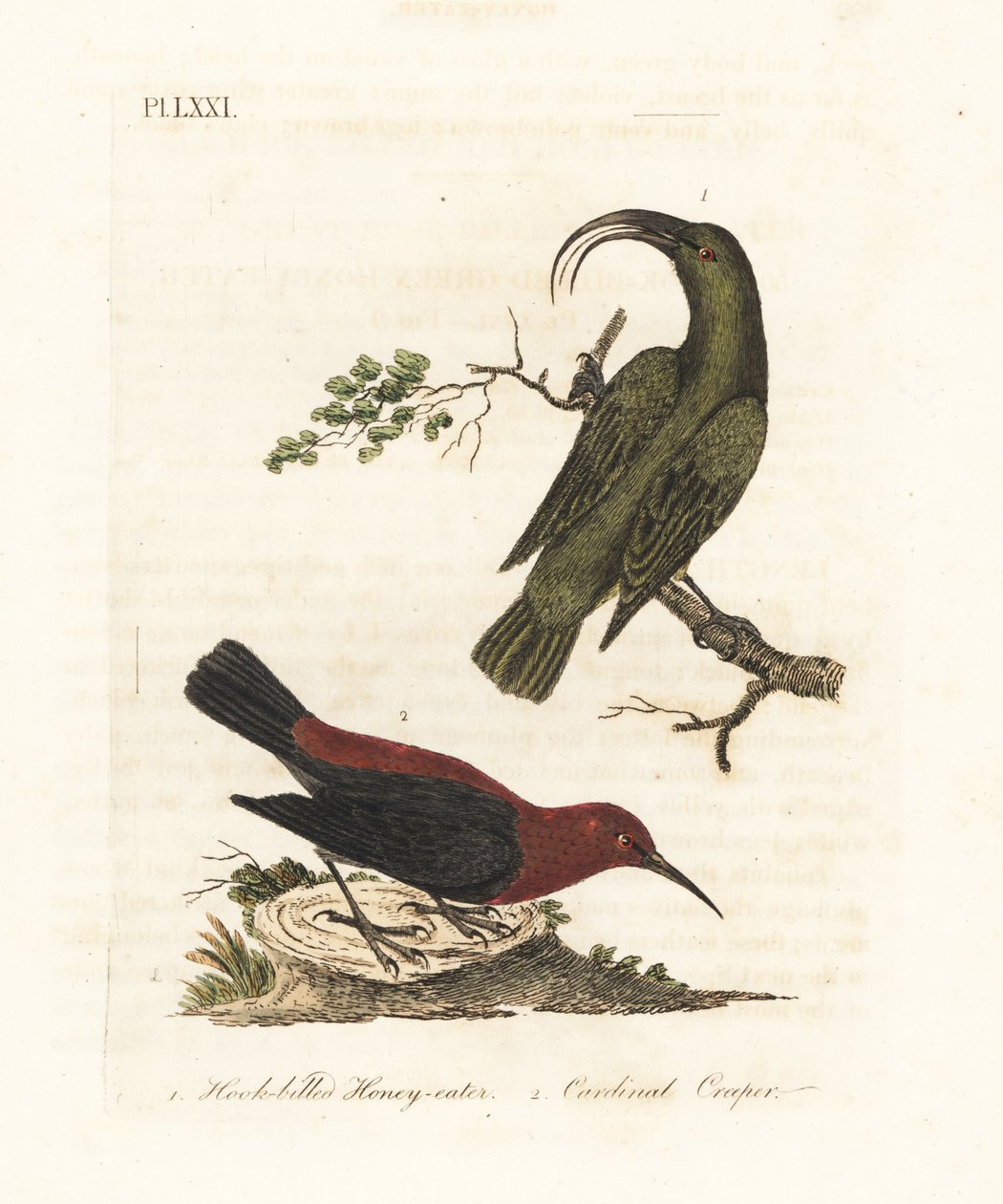 Mindre akialoa, Hemignathus obscurus (uddød) og kardinal myzomela, Myzomela cardinalis. (Krognæbbet grøn honning-spiser, Certhia obscura, hjemmehørende på Hawaii, og kardinal honning-spiser, Certhia cardinalis, hjemmehørende i Tanna, Vanuatu.) Håndfarvet k af John Latham