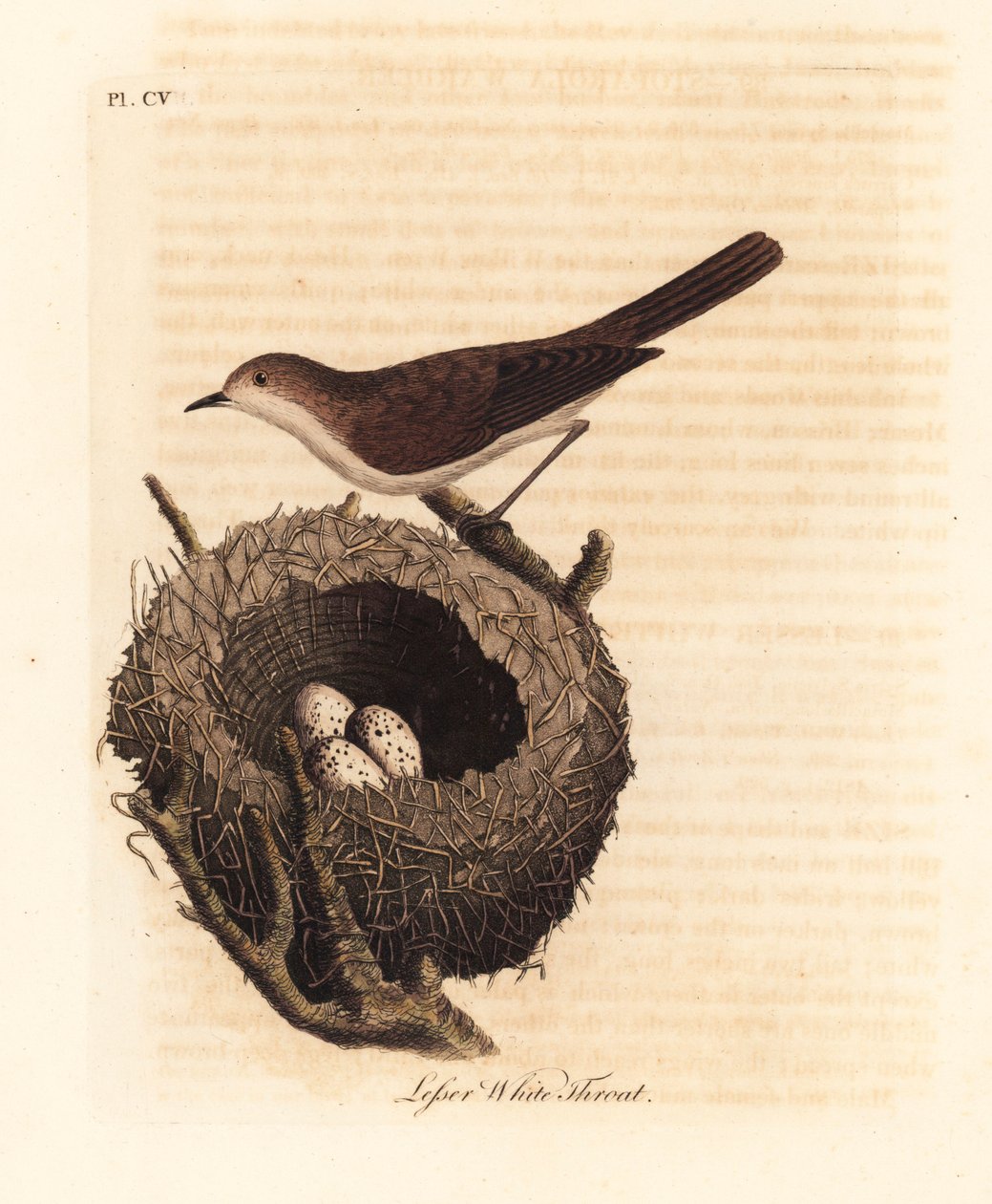 Mindre hvidhals, Sylvia curruca, med rede og æg. (Lesser white-throat warbler, Sylvia sylviella.) Håndfarvet kobberplade tegnet og indgraveret af John Latham fra hans egen A General History of Birds, Winchester af John Latham