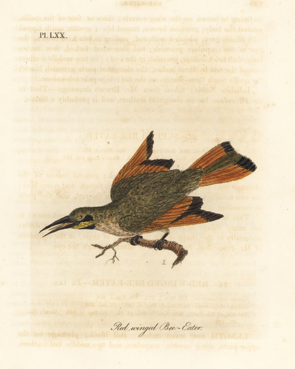 Lille biæder, Merops pusillus (Rødvinget biæder, Merops erythropterus). Afrika. Håndfarvet kobberplade tegnet og graveret af John Latham fra hans egen A General History of Birds, Winchester af John Latham