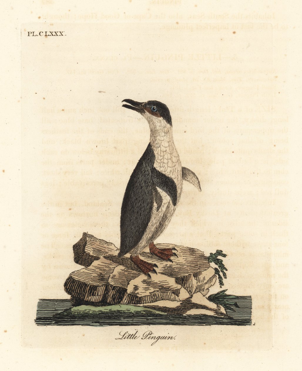 Lille pingvin, Eudyptula minor eller hvidflippet pingvin, Eudyptula minor albosignata (Aptenodytes minor). Håndfarvet kobberplade tegnet og graveret af John Latham fra hans egen A General History of Birds, Winchester af John Latham