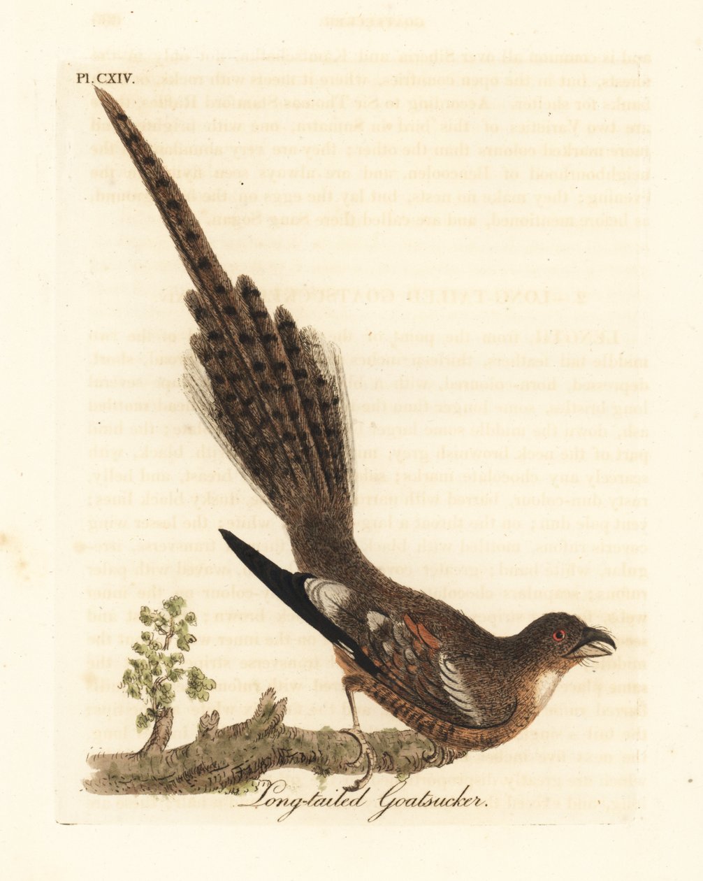 Langhalet nattergal, Caprimulgus climacurus (Langhalet gedesuger). Håndfarvet kobberplade tegnet og graveret af John Latham fra hans egen A General History of Birds, Winchester af John Latham