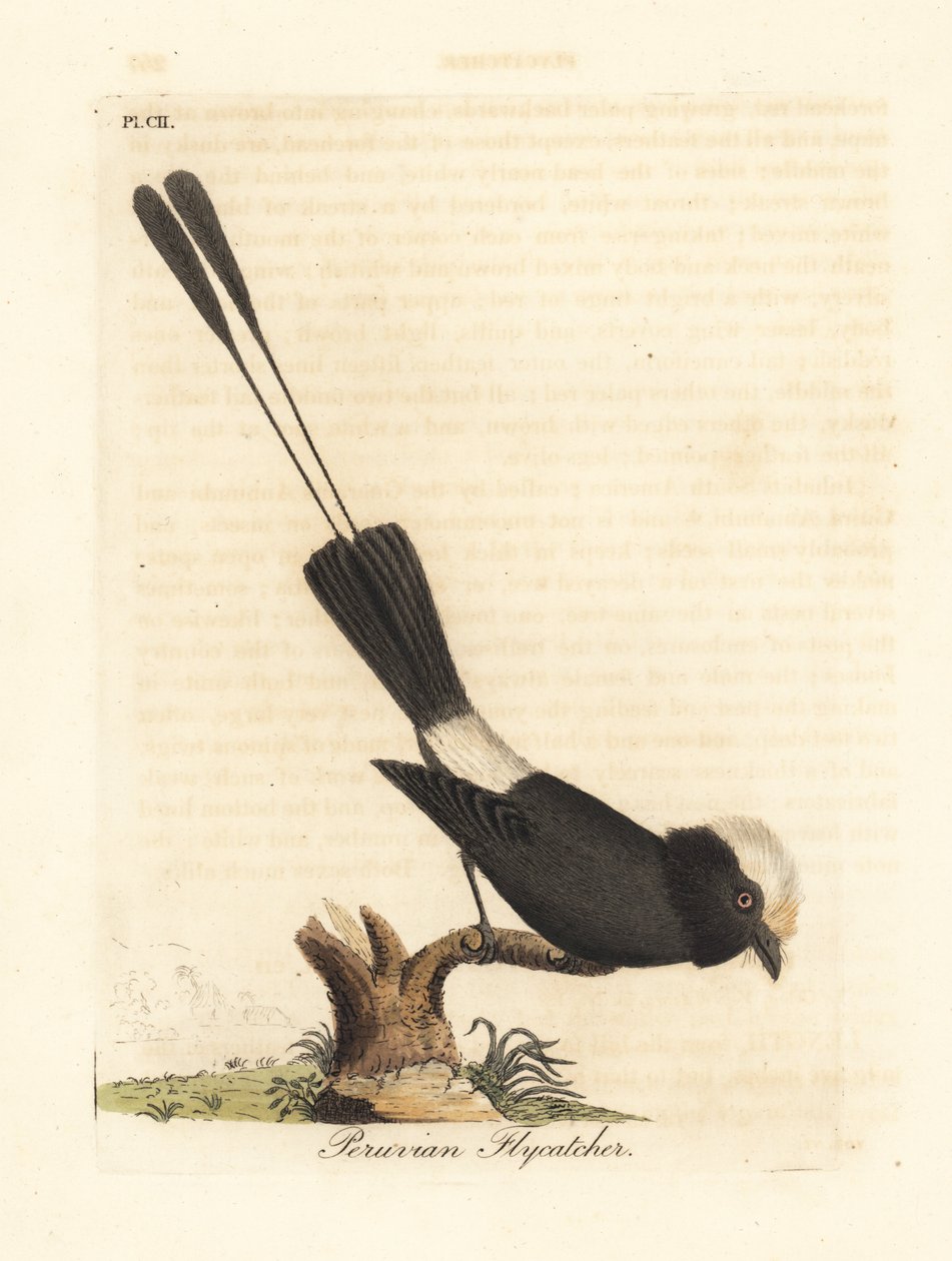 Langhalet tyran, Colonia colonus (peruviansk fluesnapper, Le Colon). Håndfarvet kobberplade tegnet og indgraveret af John Latham fra hans egen A General History of Birds, Winchester af John Latham