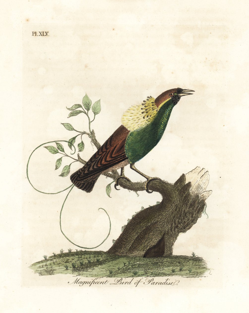 Storslået paradisfugl, Diphyllodes magnificus (Paradisea magnifica). Håndfarvet kobberplade tegnet og graveret af John Latham fra hans egen A General History of Birds, Winchester af John Latham