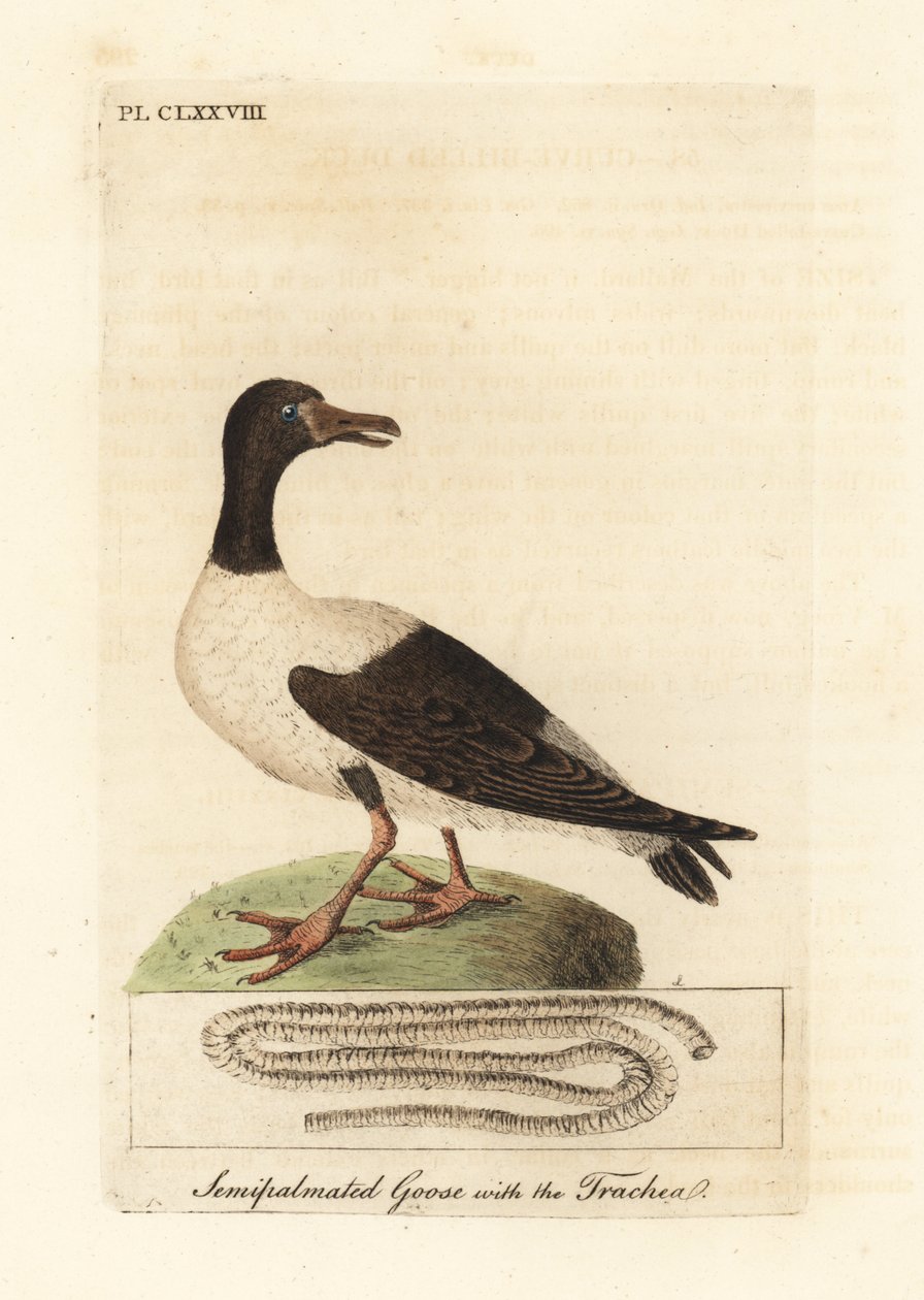 Magpie gås, Anseranas semipalmata, og anatomiske detaljer af dens luftrør. (Semipalmateret and, Anas semipalmatus.) Håndfarvet kobberplade tegnet og graveret af John Latham fra hans egen A General History of Birds, Winchester af John Latham