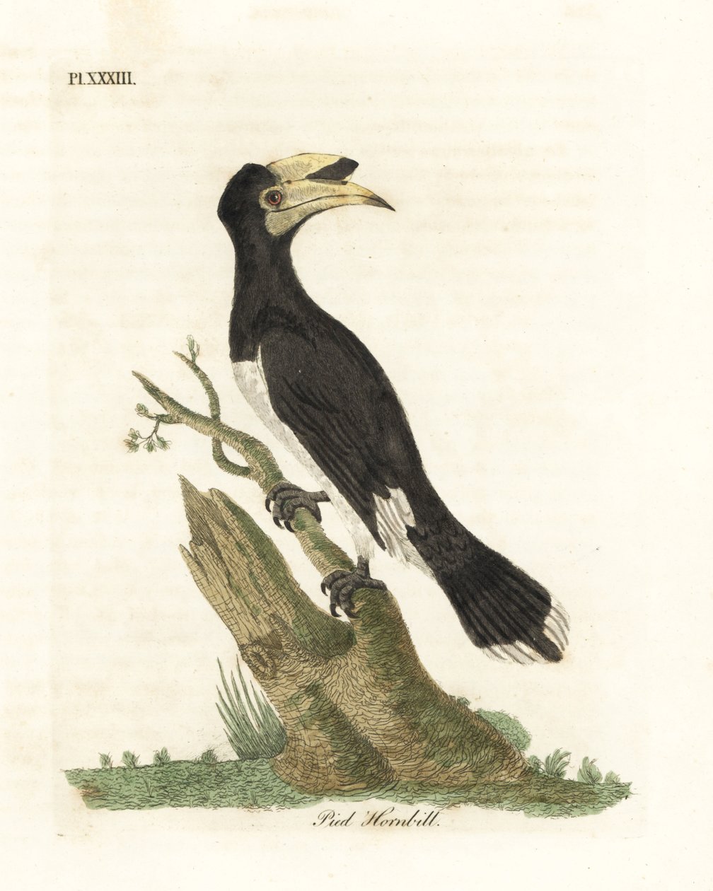 Malabar-næsehornsnæse, Anthracoceros coronatus (Bronget næsehornsfugl, Buceros malabaricus). Håndfarvet kobberplade tegnet og graveret af John Latham fra hans egen A General History of Birds, Winchester af John Latham
